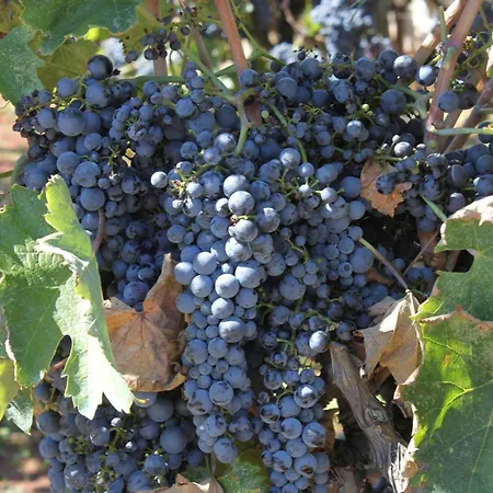 Apartman With A Parking Space - 8404 Ugljan