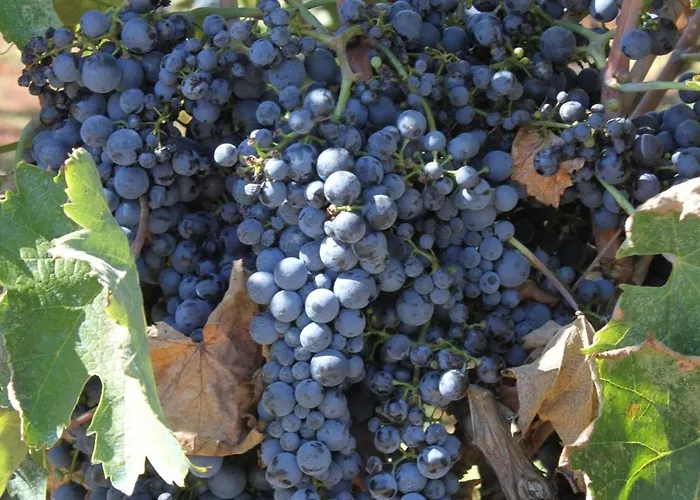 Apartman With A Parking Space - 8404 Ugljan